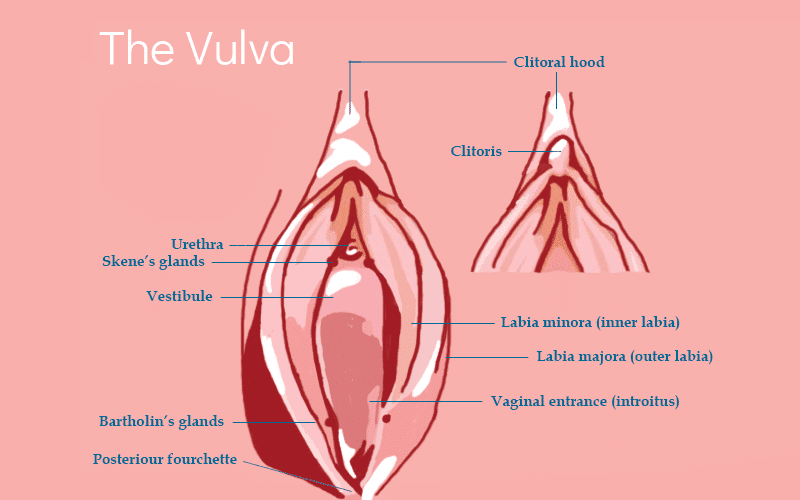 Katta klitoris va katta labiya Katta klitoris va katta labiya